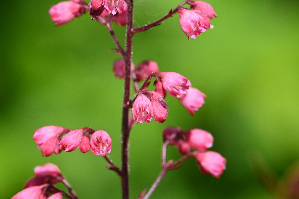 3035-05268641 Tower Hill Botanic Garden, MA.JPG - Coral Bells (Heuchera sanguinea). New England Botanic Garden at Tower Hill, MA, 5-26-2025